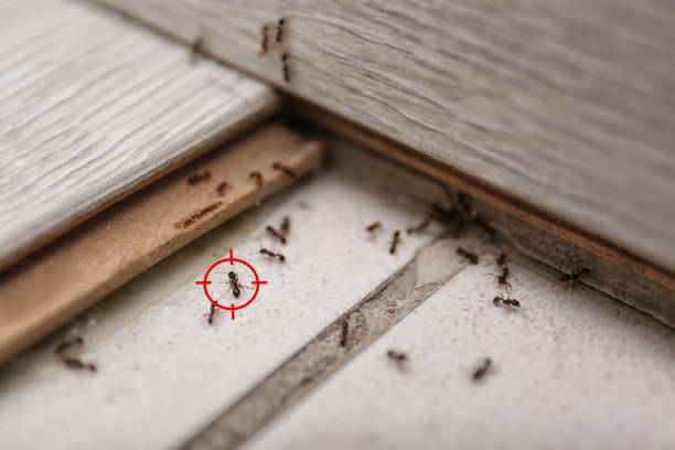Flea Control Services in Tarpey Village, CA