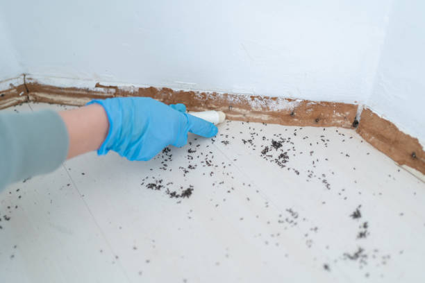 Best Best Pest Control Companies  in Tarpey Village, CA